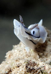 Chromodoris-willani. by Dray Van Beeck 